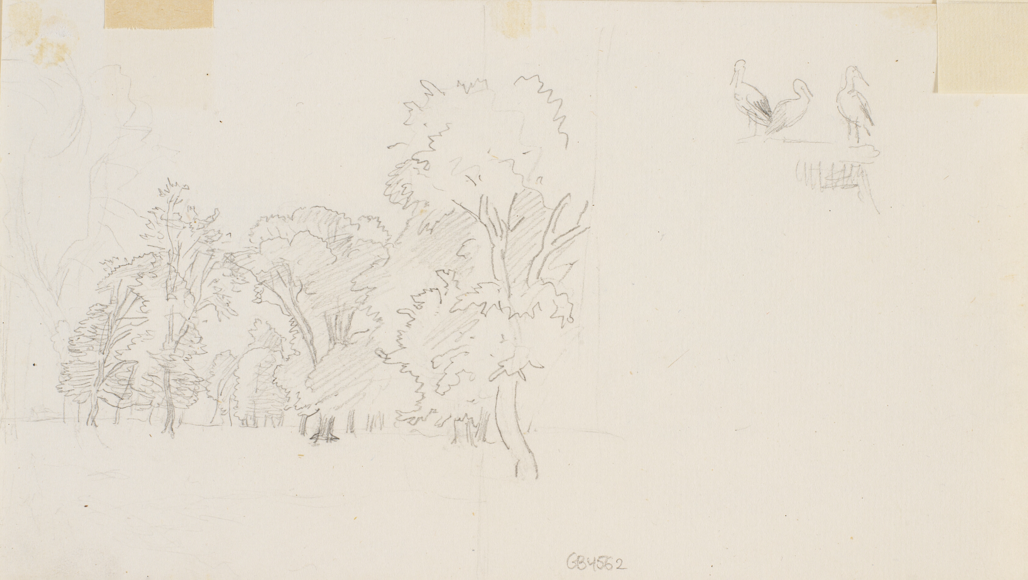 T.v. skovparti med store træer; t.h. studie af tre storke.